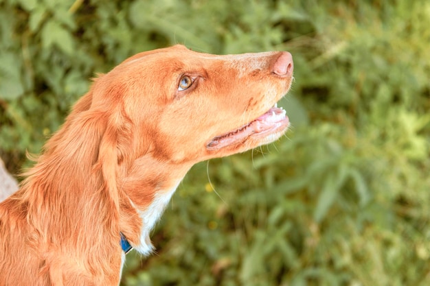 Porträt eines Spaniel-Welpen in Nahaufnahme