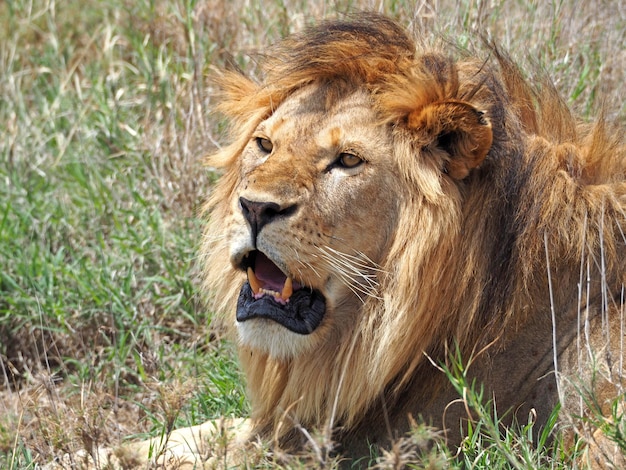 Foto porträt eines stolzen männlichen löwen, der in afrika seine zähne zeigt