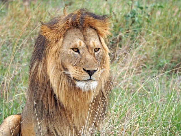 Foto porträt eines stolzen männlichen löwen in afrika foto von wildtieren während einer afrikanischen safari