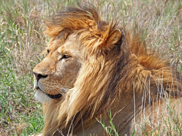 Foto porträt eines stolzen männlichen löwen in afrika foto von wildtieren während einer afrikanischen safari