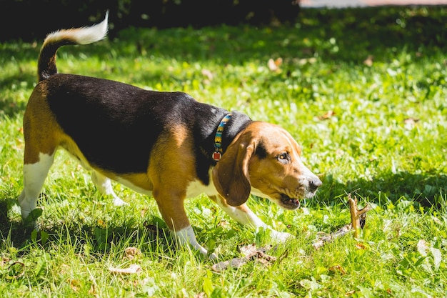 Porträt eines süßen Beagle-Hundes im Park