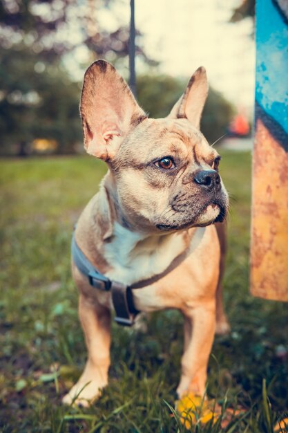 Porträt eines süßen französischen Bulldoggenwelpen im Freien. Gesundes und aktives Haustier