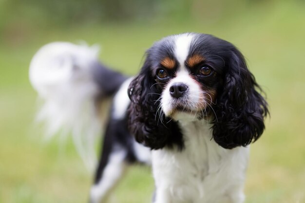 Porträt eines süßen Hundekavalierspaniels im Garten