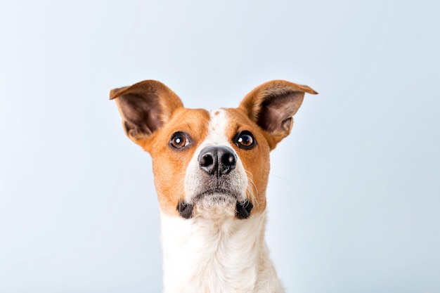 Porträt eines süßen Hundes auf hellem Hintergrund