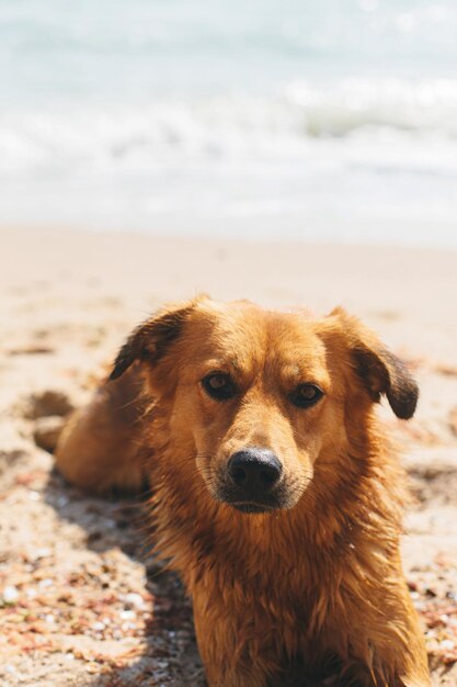 Porträt eines süßen Hundes, der sich am Sandstrand entspannt Sommerurlaub mit Haustier Entzückender nasser Hund, der sich ausruht