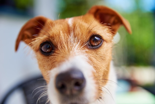 Porträt eines süßen Hundes im Freien am Sommertag