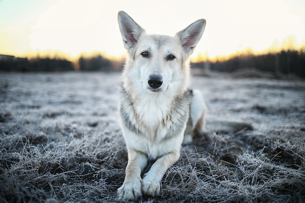 Porträt eines süßen Mischlingshundes beim Spaziergang im Winter in der Morgendämmerung vor Sonnenaufgang