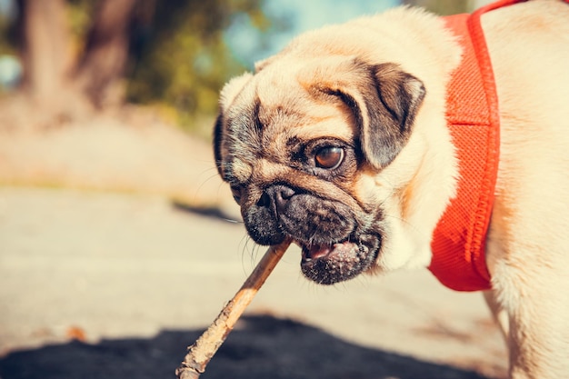 Porträt eines süßen Mops-Welpen im Freien