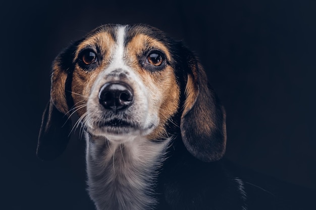 Porträt eines süßen Rassehundes auf dunklem Hintergrund im Studio.