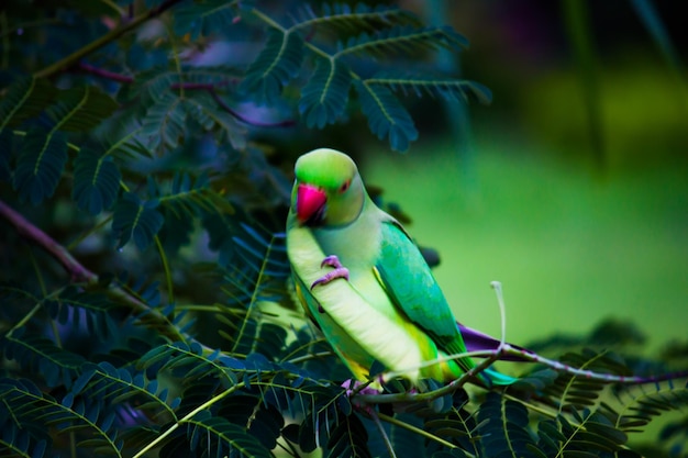 Porträt eines süßen Rose Ringed Parakeet oder auch bekannt als der grüne Papagei, der oben auf dem Baum sitzt