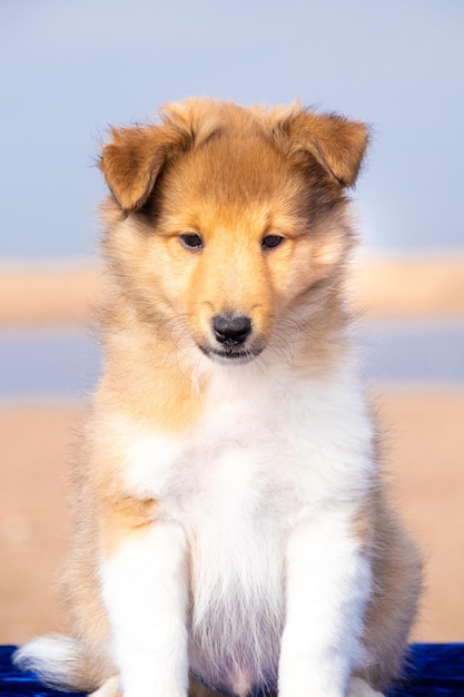 Porträt eines süßen roten Sheltie-Welpen