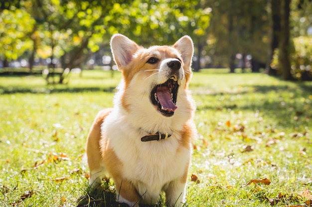 Porträt eines süßen walisischen Corgi-Hundes im Park