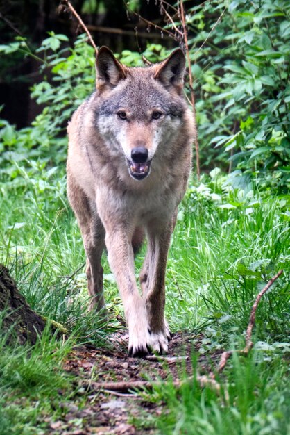 Foto porträt eines tieres auf dem feld