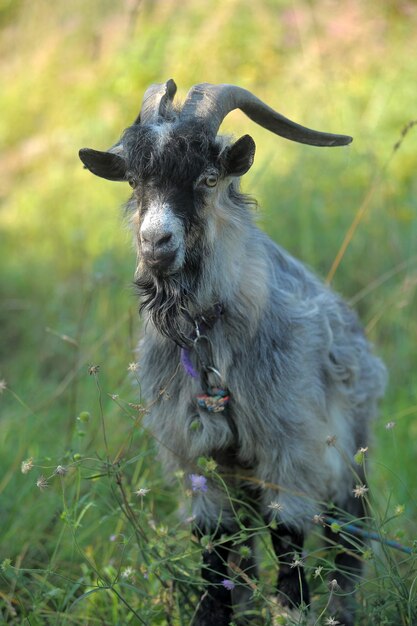 Porträt eines Tieres auf Gras