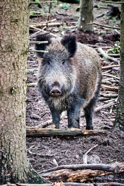 Porträt eines Tieres im Wald