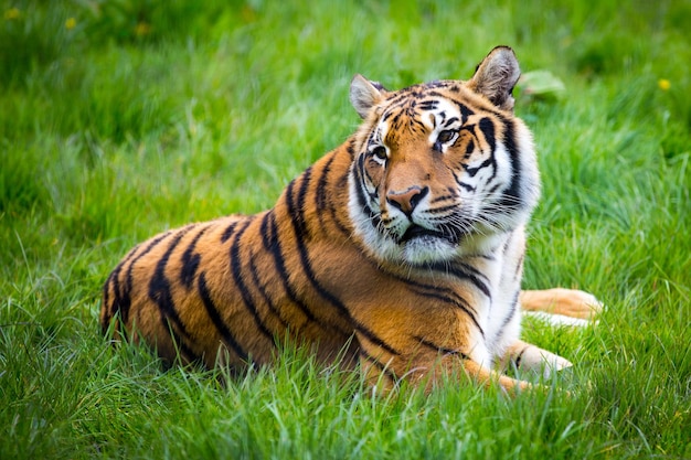 Porträt eines Tigers auf dem Feld
