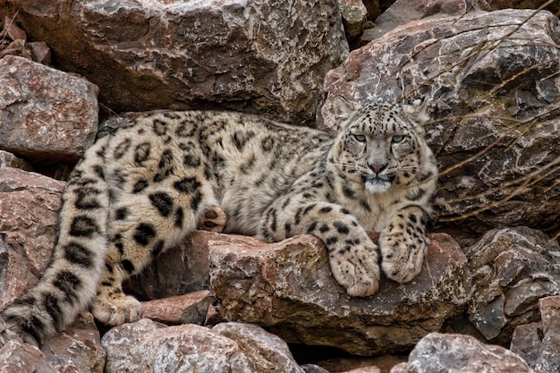 Porträt eines Tigers auf einem Felsen
