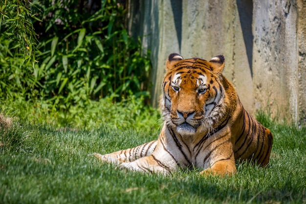 Porträt eines Tigers, der sich auf einem grasbewachsenen Feld entspannt