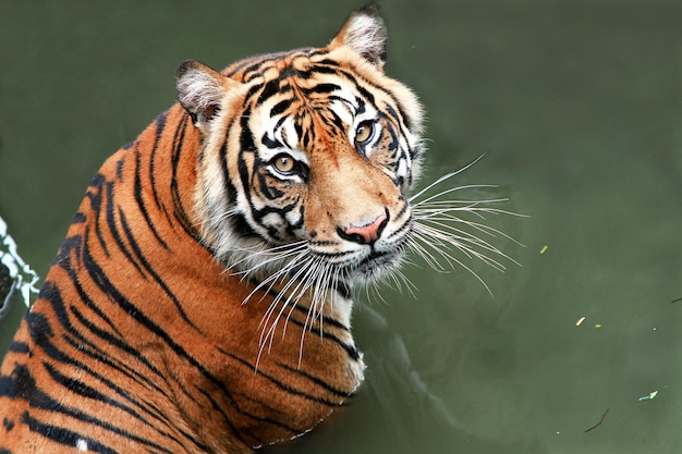 Porträt eines Tigers im Zoo