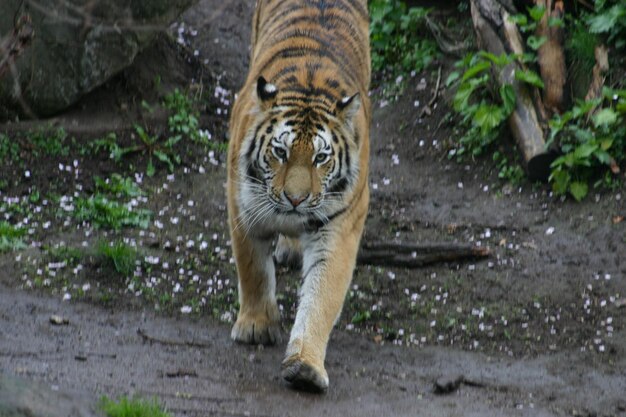 Foto porträt eines tigers