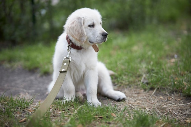 Porträt eines verspielten Welpen eines reinrassigen Golden Retriever-Hundes Retriever-Welpe sitzt im Gras