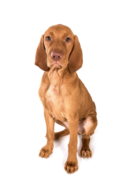 Porträt eines Vizsla-Hündchens, der vor weißem Hintergrund sitzt