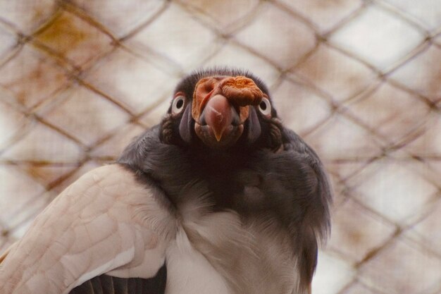 Porträt eines Vogels