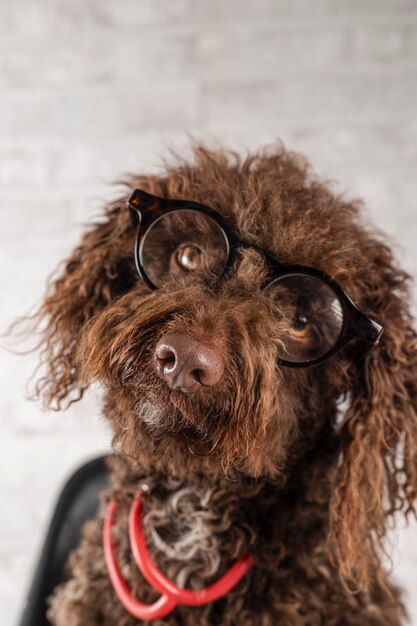 Foto porträt eines wasserhundes mit brille und stethoskop veterinärkonzept