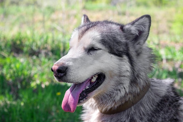 Porträt eines weiblichen Alaskan Malamute-Hundes