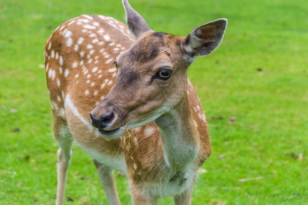 Porträt eines weiblichen Hirsches auf dem Feld