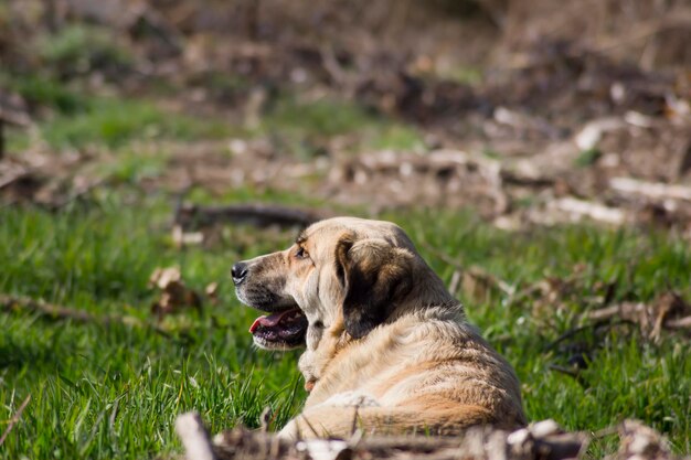 Porträt eines weiblichen Mastiffs, der sich hinlegt