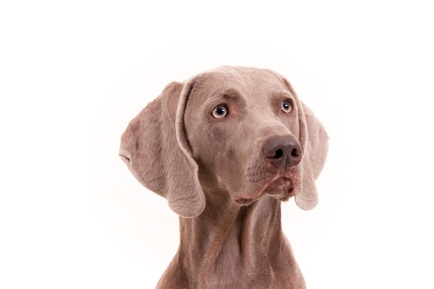 Porträt eines Weimaraner Hundes auf Weiß.