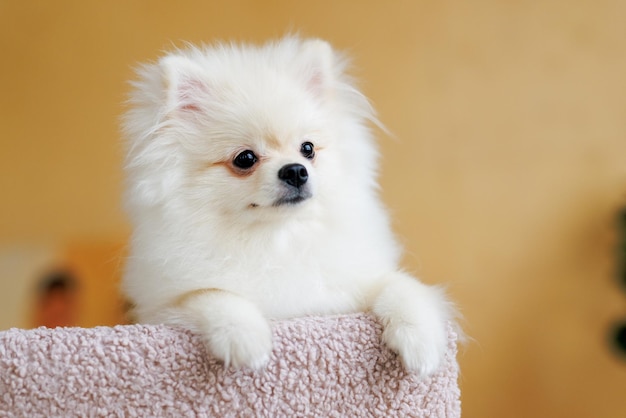 Porträt eines weißen, glücklich lächelnden Hundes der Spitz-Rasse