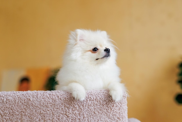 Porträt eines weißen, glücklich lächelnden Hundes der Spitz-Rasse
