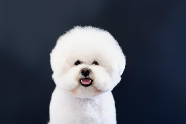 Porträt eines weißen Hundes Bichon Frise auf dunklem Hintergrund