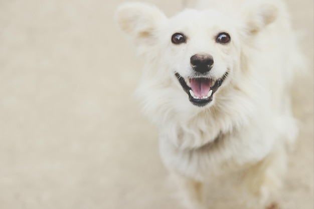 Porträt eines weißen Hundes, der auf dem Feld steht
