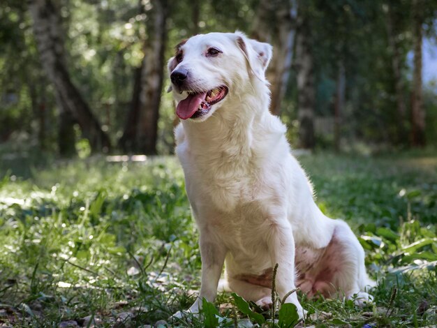 Porträt eines weißen Hundes in der Natur Behandlung von Haustieren gegen Zecken