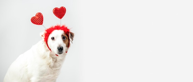 Porträt eines weißen Hundes mit Herzen auf dem Kopf Valentinstag-Konzept Herzlichen Glückwunsch, Liebe und Romantik