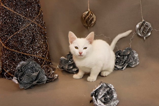 Porträt eines weißen kleinen Kätzchens auf einem beigen Hintergrund mit glänzenden Dekorationen