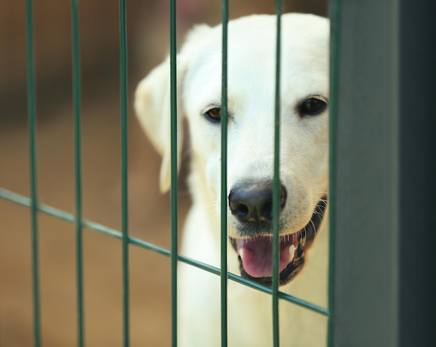 Porträt eines weißen obdachlosen Hundes im Tierheimkäfig