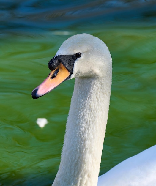 Porträt eines weißen Schwans auf einem Teich