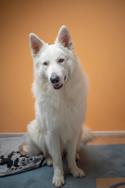 Porträt eines weißen Schweizer Schäferhundes auf orangefarbenem Hintergrund