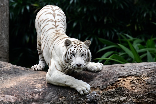 Foto porträt eines weißen tigers auf einem baumstamm