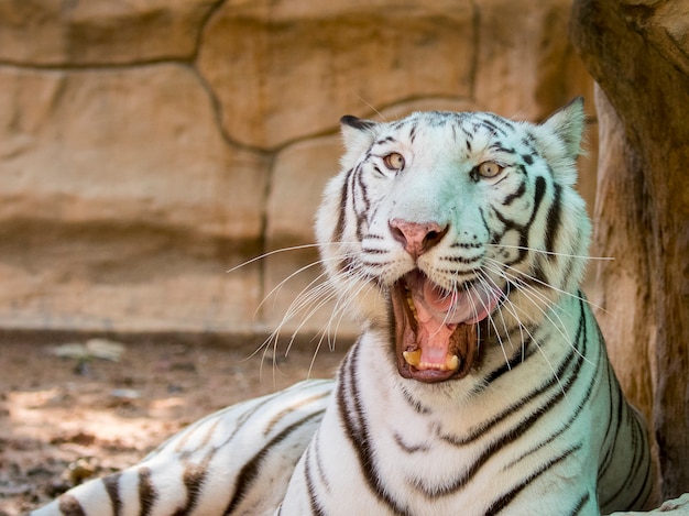 Porträt eines weißen Tigers