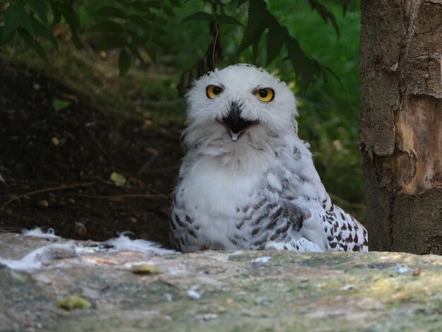 Foto porträt eines weißen vogels an land