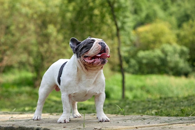 Porträt eines weißen Welpen der französischen Bulldogge mit schwarzen Flecken auf einem Hintergrund von grünem Gras