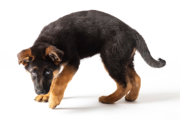 Porträt eines Welpen Deutscher Schäferhund