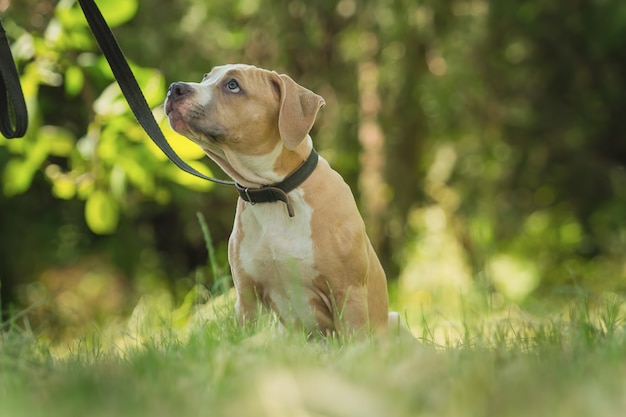 Porträt eines Welpen Pitbull