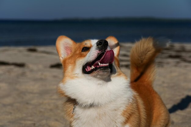 Foto porträt eines welsh corgi pembroke welpen, der am sandstrand liegt