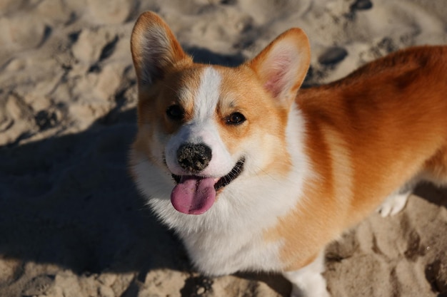 Porträt eines Welsh Corgi Pembroke Welpen